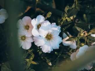 Spelutvecklaren NetEnt släpper nytt spel illustration